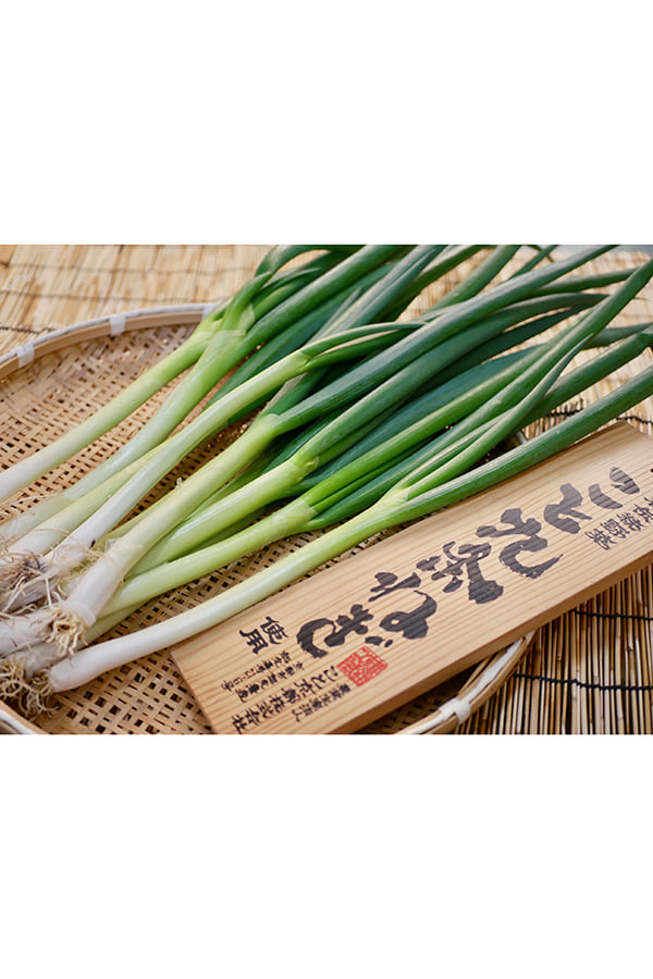 【京の夏の贈り物】京の九条の葱の箱 油と味噌ギフト